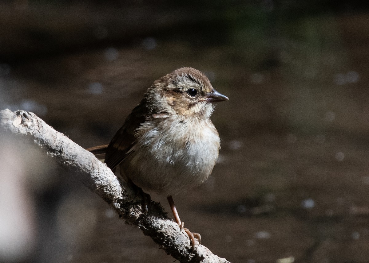 Song Sparrow - Bente Torvund