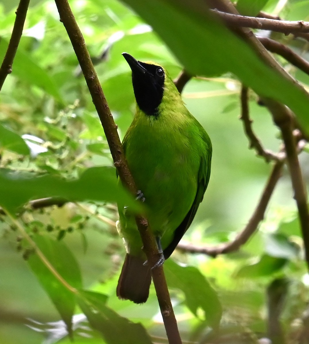 Greater Green Leafbird - Jade Neo
