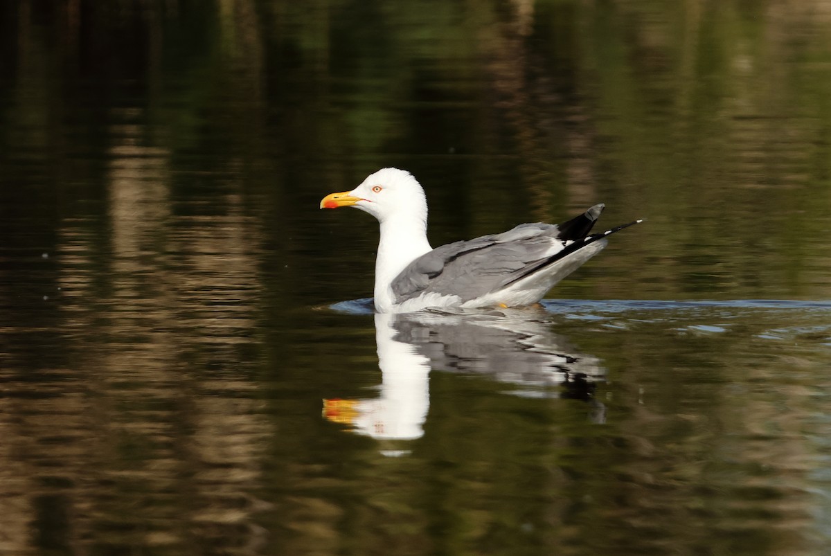 Yellow-legged Gull - Lázaro Garzón