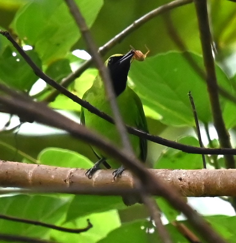 Greater Green Leafbird - Jade Neo