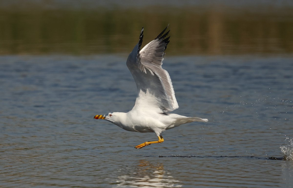Yellow-legged Gull - Lázaro Garzón