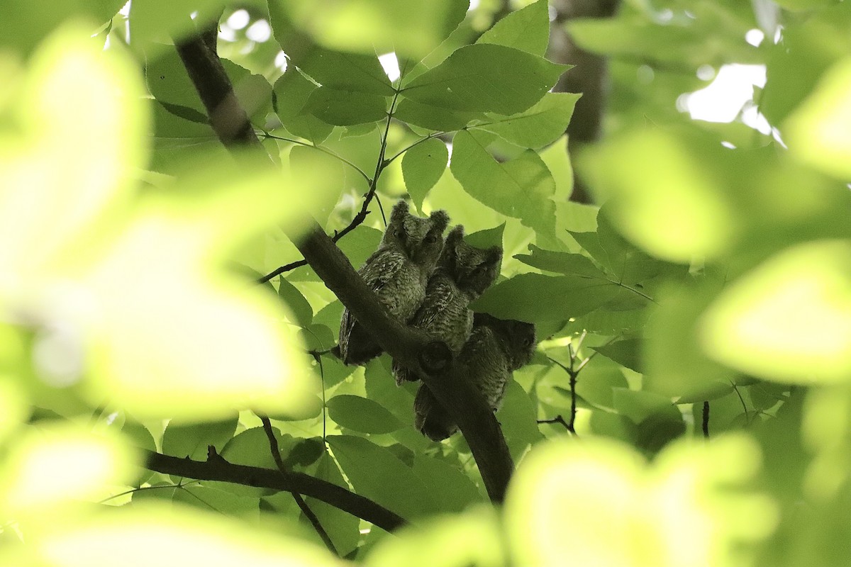 Eastern Screech-Owl - Lee Payne