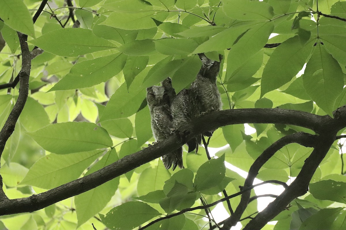 Eastern Screech-Owl - Lee Payne