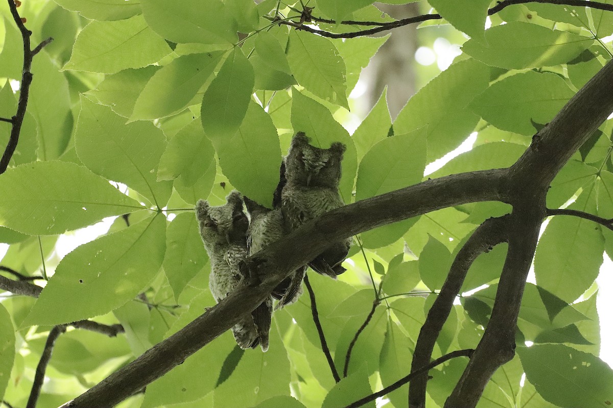 Eastern Screech-Owl - Lee Payne