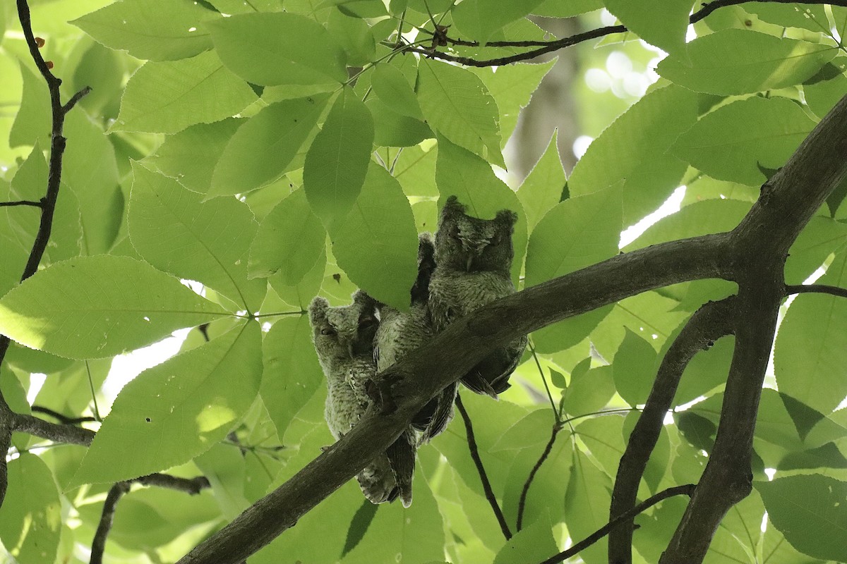 Eastern Screech-Owl - Lee Payne