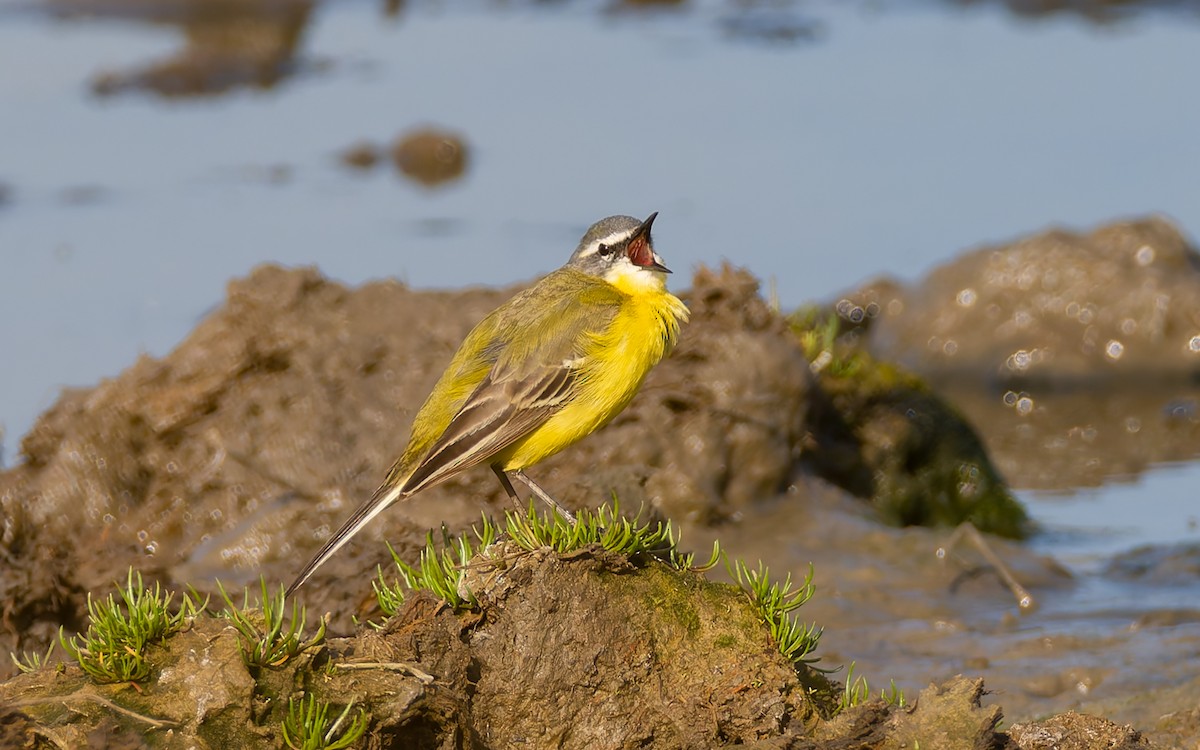 Western Yellow Wagtail (flava) - Peter Kennerley