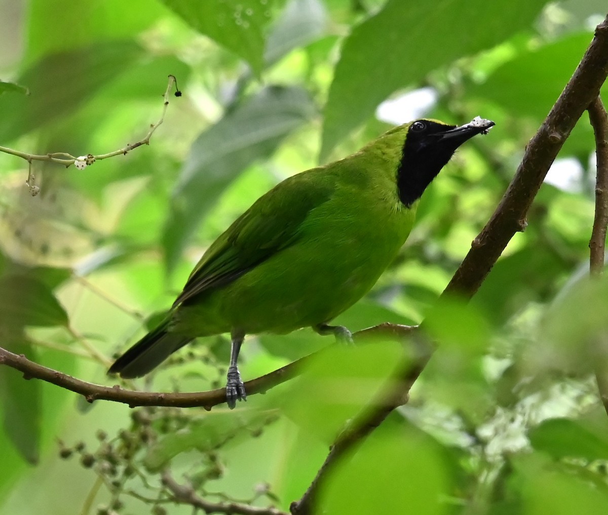 Greater Green Leafbird - Jade Neo