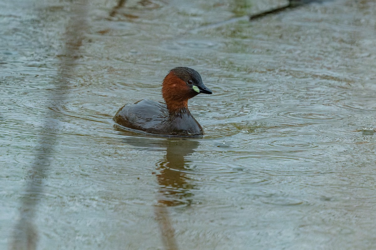 Little Grebe - lucien ABAH