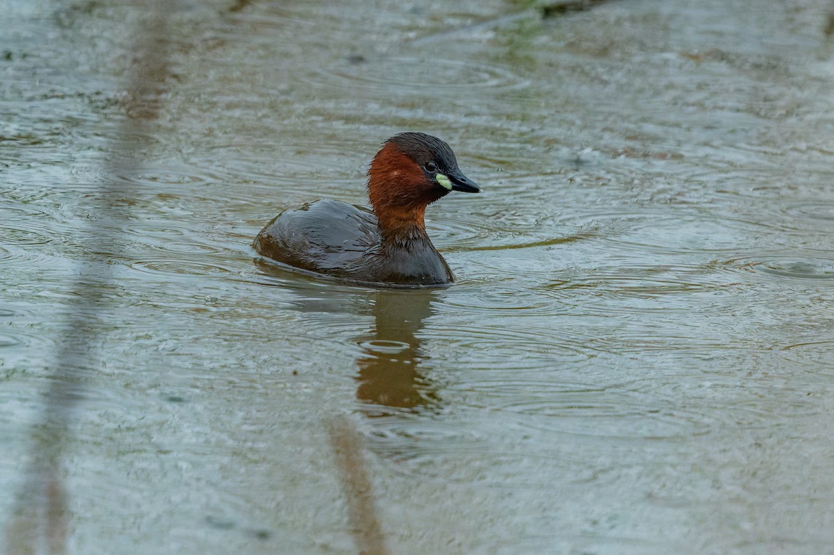 Little Grebe - lucien ABAH