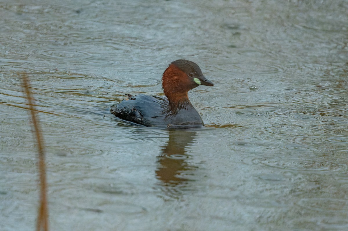 Little Grebe - lucien ABAH