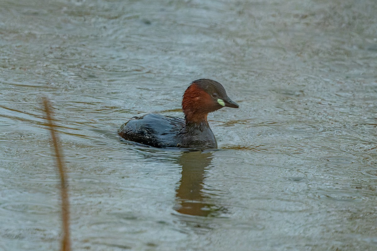 Little Grebe - lucien ABAH