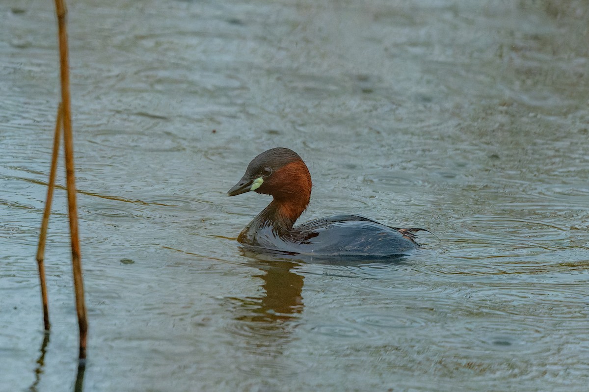 Little Grebe - lucien ABAH