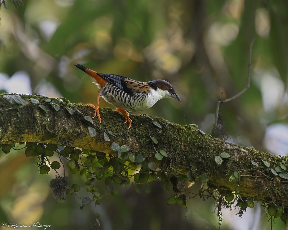 Himalayan Cutia - Supratim Mukherjee