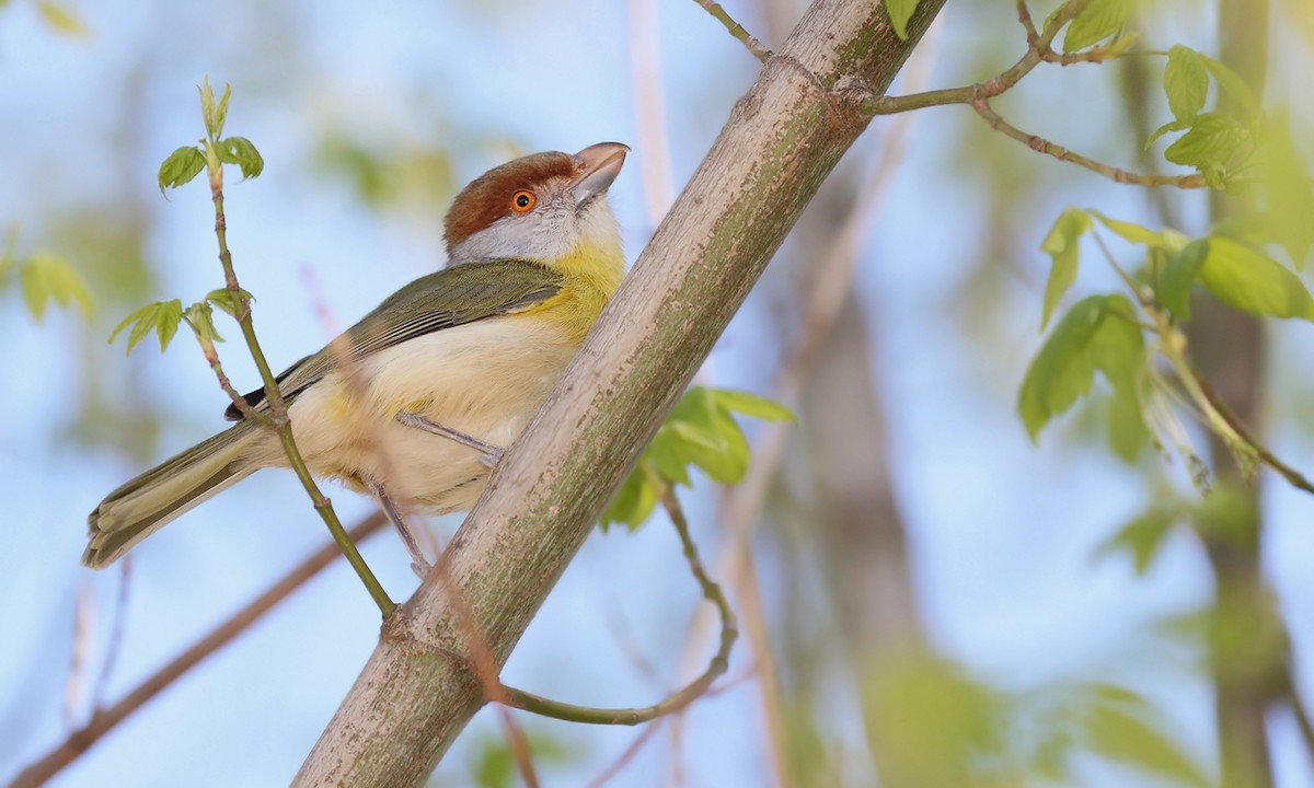 アカマユカラシモズ - ML619618798