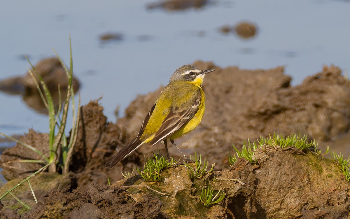 Western Yellow Wagtail (flava) - Peter Kennerley