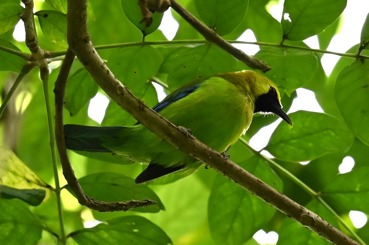 Blue-winged Leafbird - Jade Neo