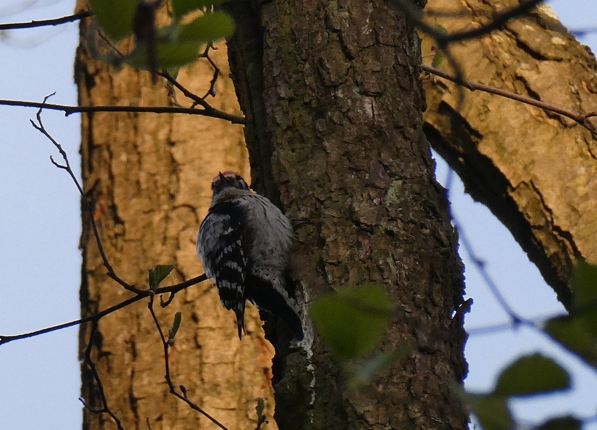 Lesser Spotted Woodpecker - Tomáš Koranda