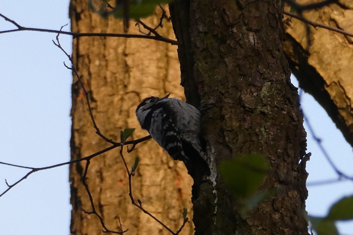 Lesser Spotted Woodpecker - Tomáš Koranda
