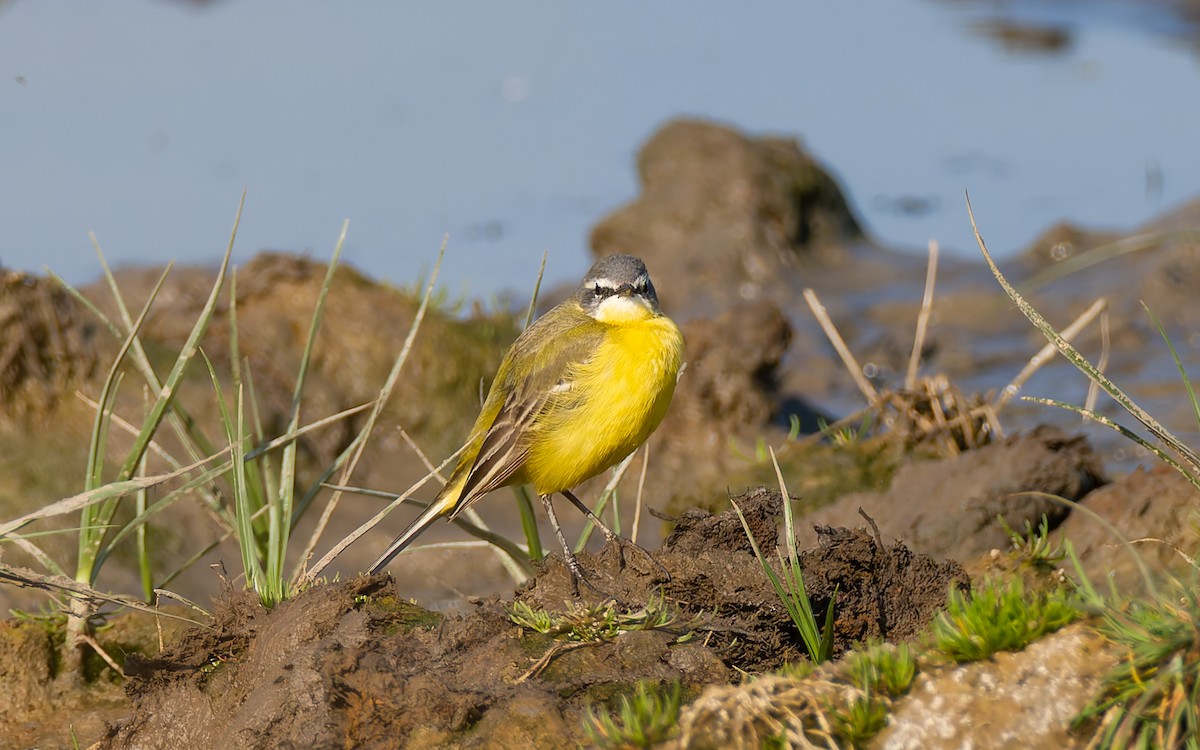 Western Yellow Wagtail (flava) - Peter Kennerley
