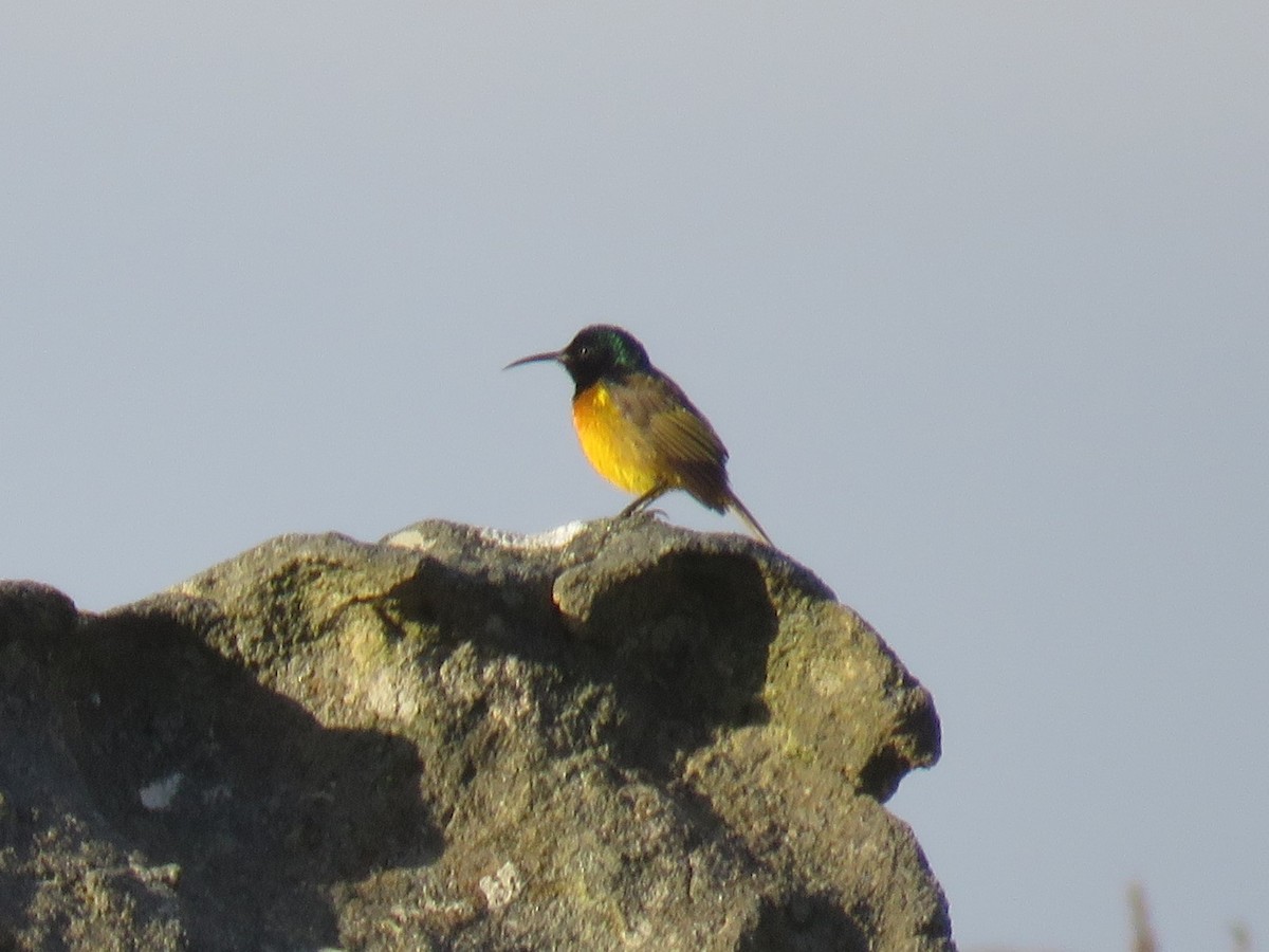 Orange-breasted Sunbird - ML619618813