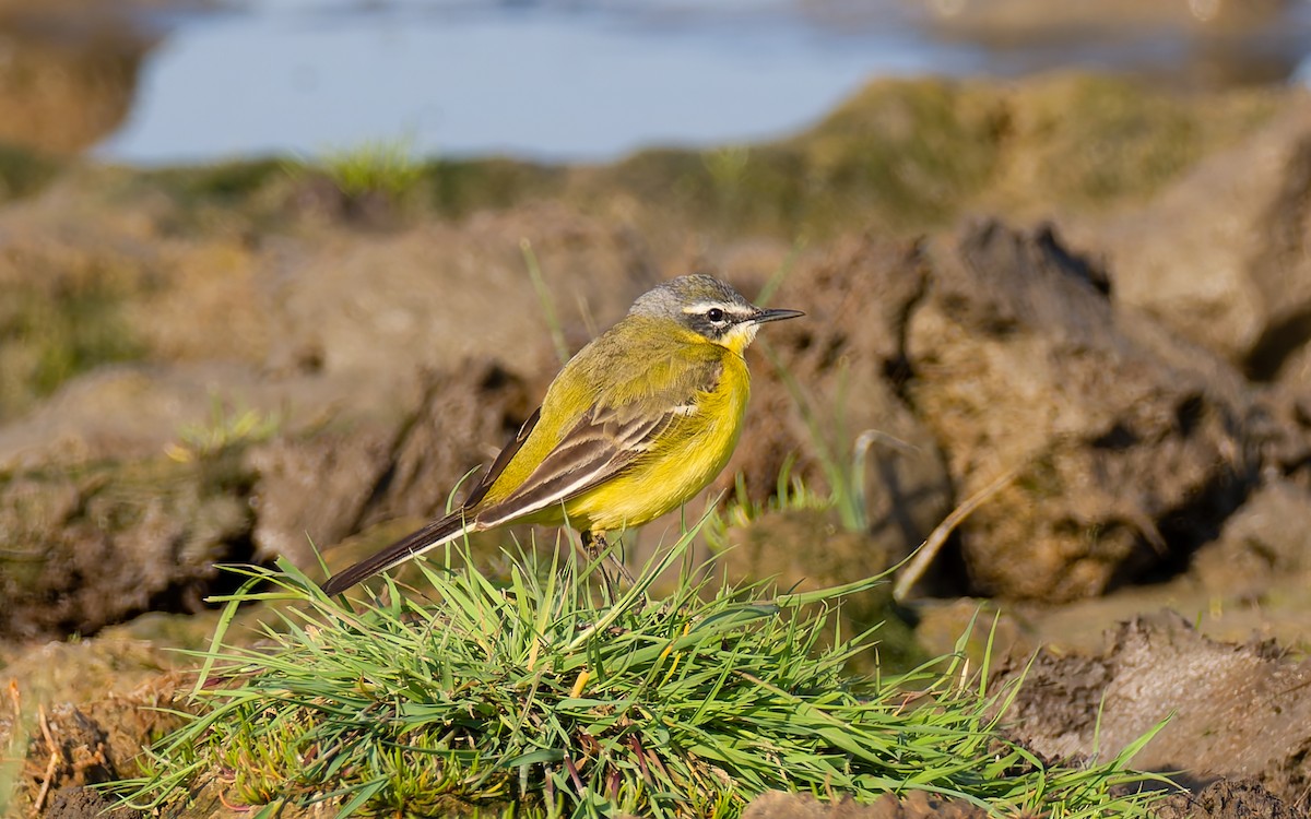 Western Yellow Wagtail (flava) - Peter Kennerley