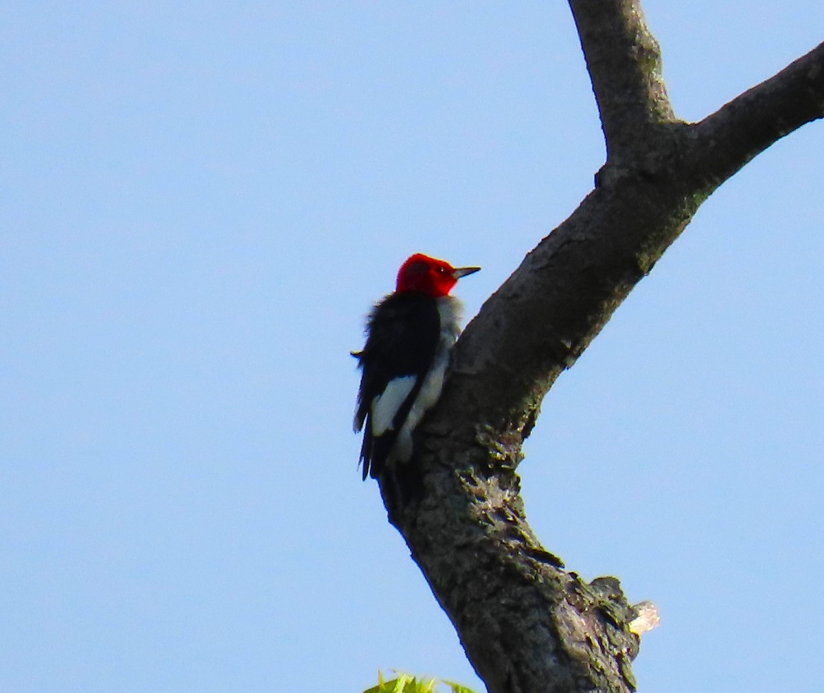 Red-headed Woodpecker - Pat Sterbling