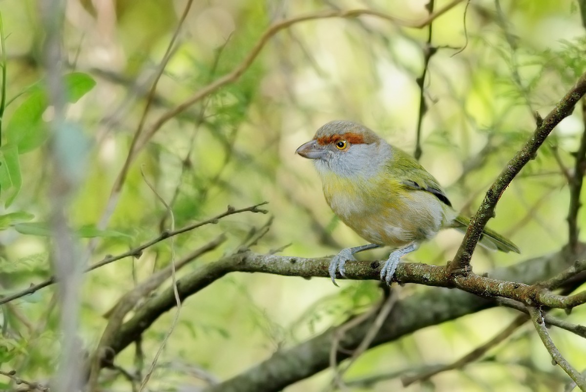 Rufous-browed Peppershrike - ML619618819