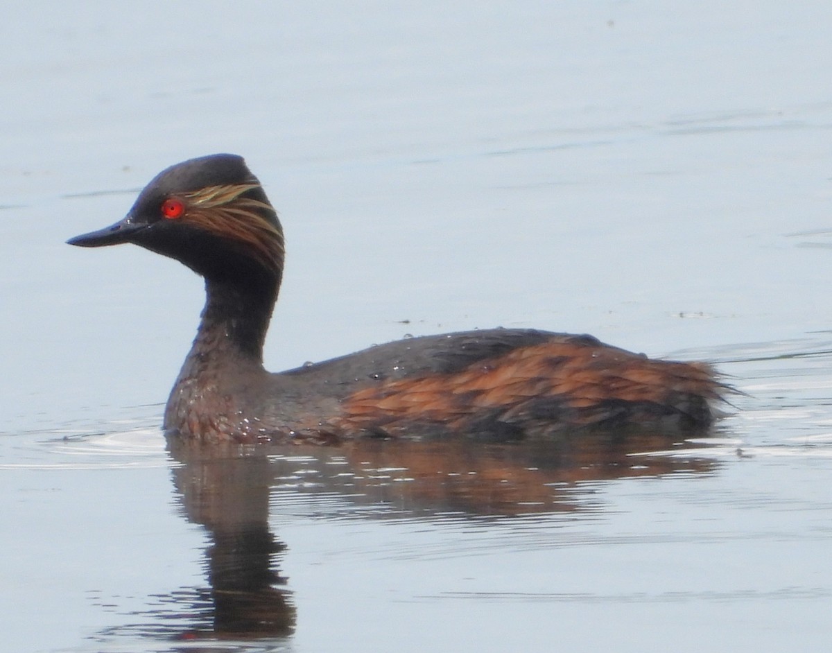 Eared Grebe - Pavel Hastík