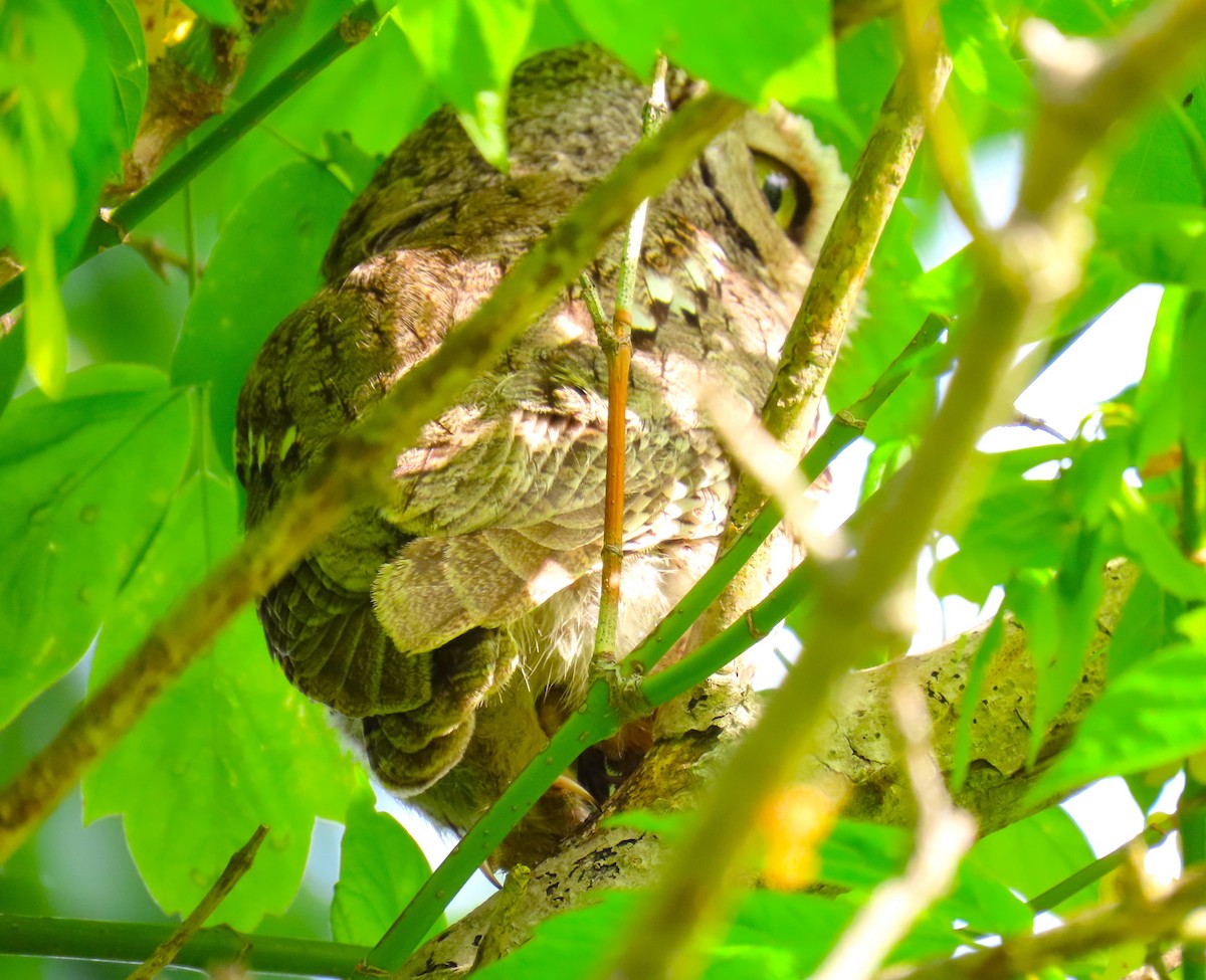 Eastern Screech-Owl - Pat Sterbling