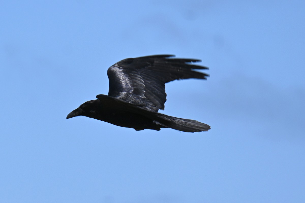 Common Raven - Ann Mackey