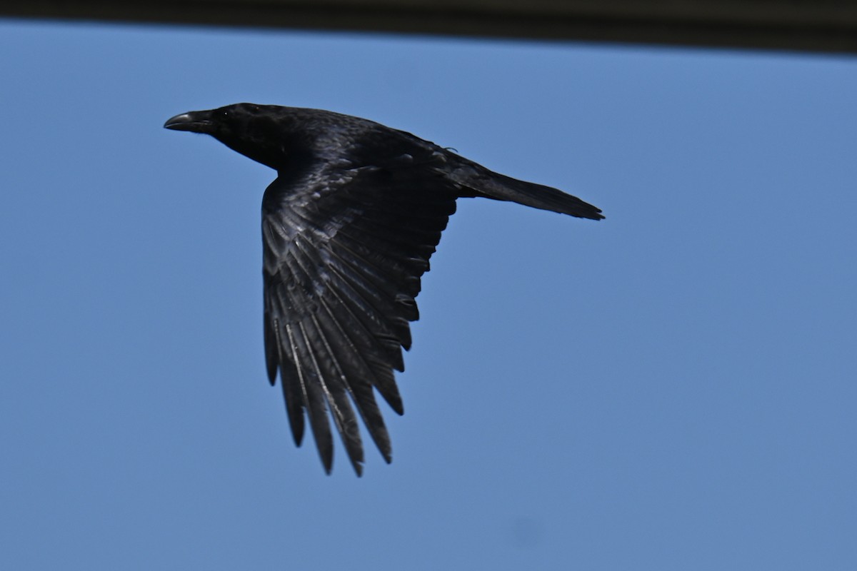 Common Raven - Ann Mackey