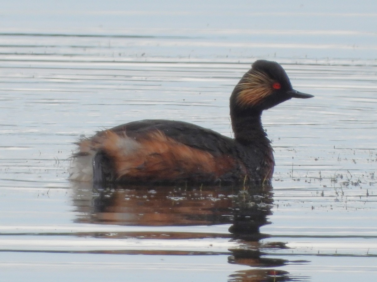 Eared Grebe - Pavel Hastík