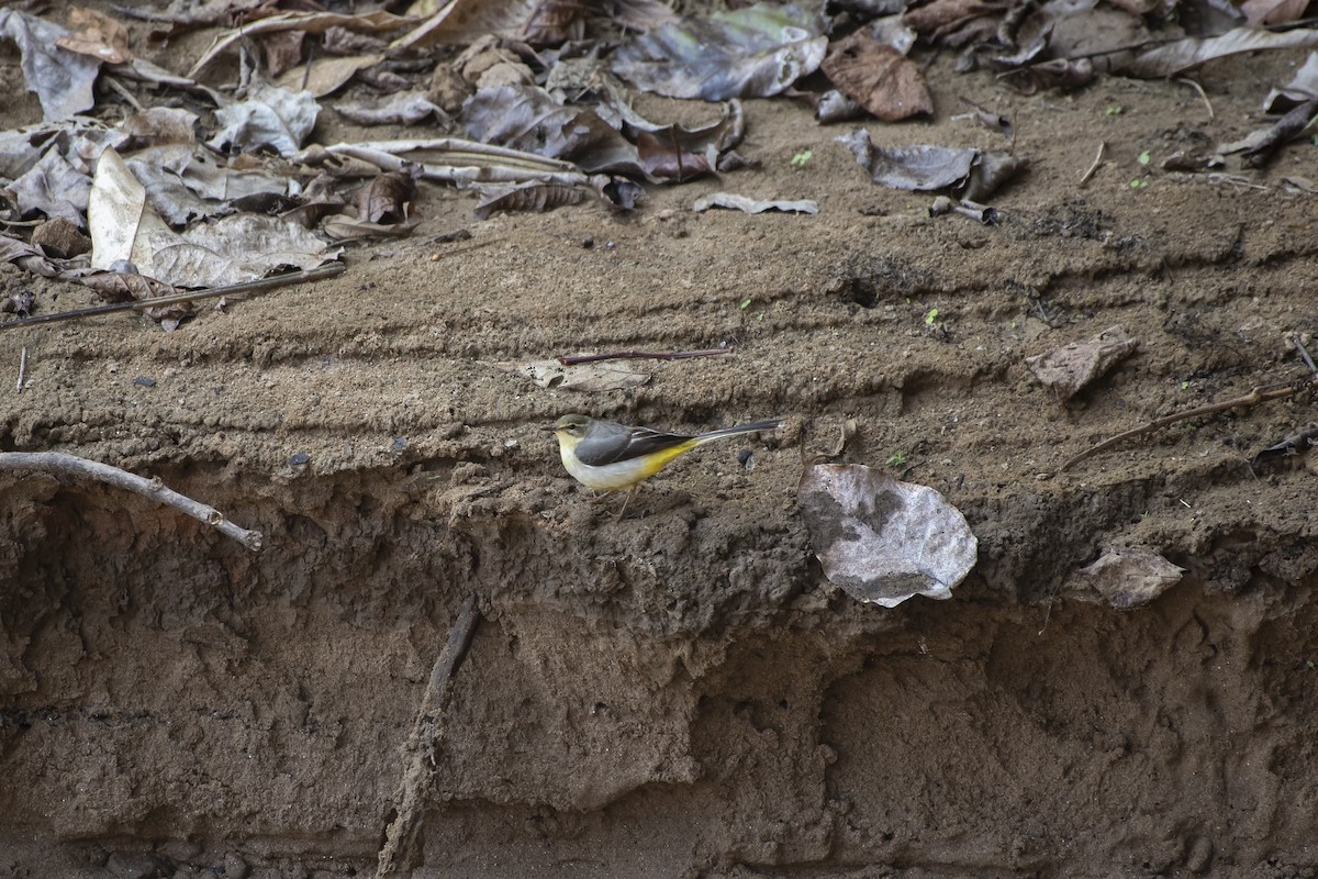 Gray Wagtail - Yutthapong Rassamee