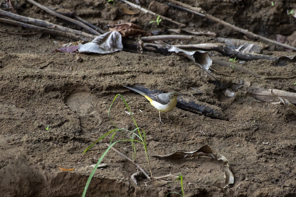 Gray Wagtail - Yutthapong Rassamee