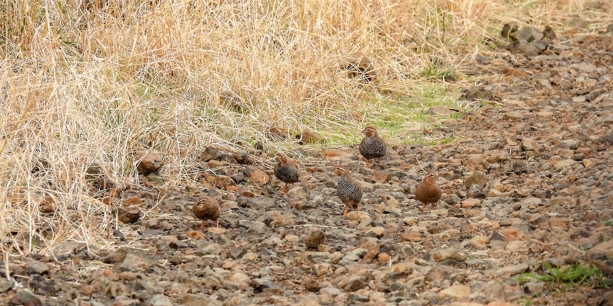 Rock Bush-Quail - ML619618860