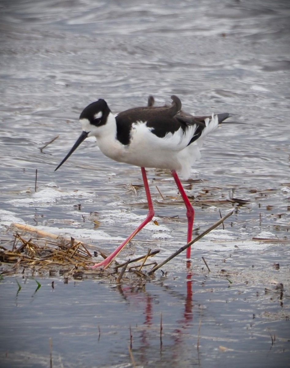 Black-necked Stilt - Dick Cartwright