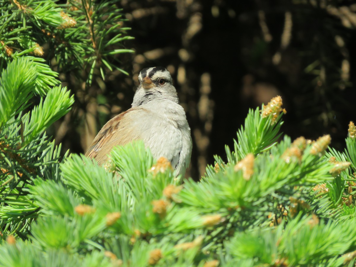 White-crowned Sparrow - ML619618867