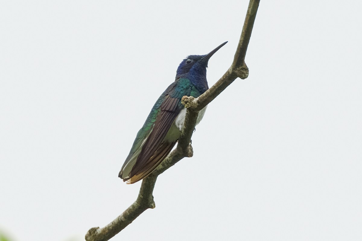 White-necked Jacobin - Vic Hubbard