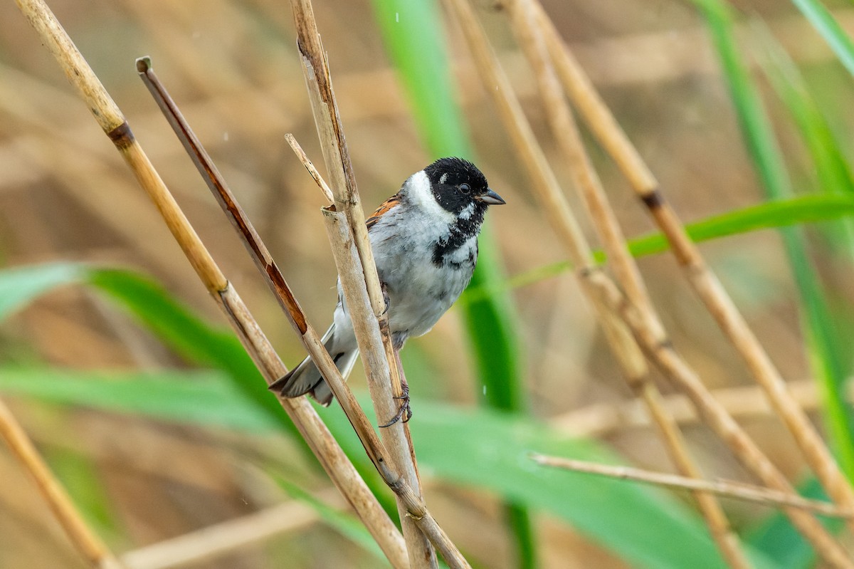 Reed Bunting - lucien ABAH