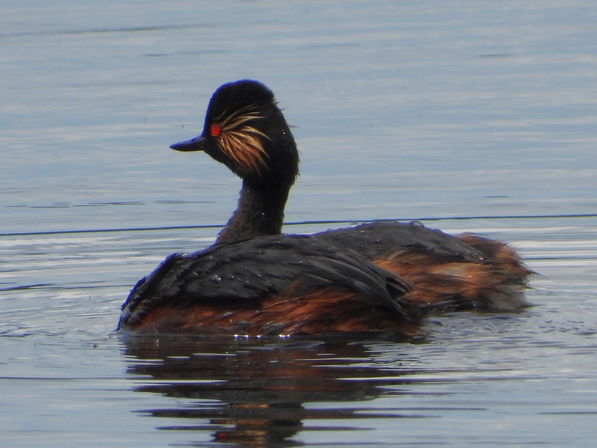 Eared Grebe - Pavel Hastík