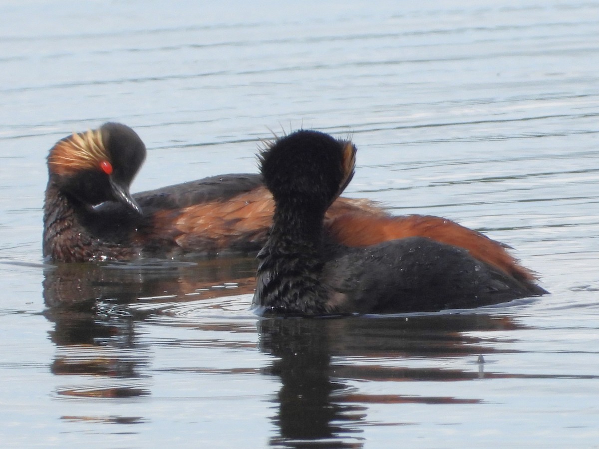 Eared Grebe - Pavel Hastík