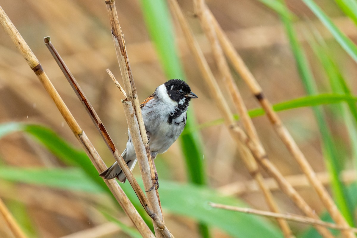 Reed Bunting - lucien ABAH