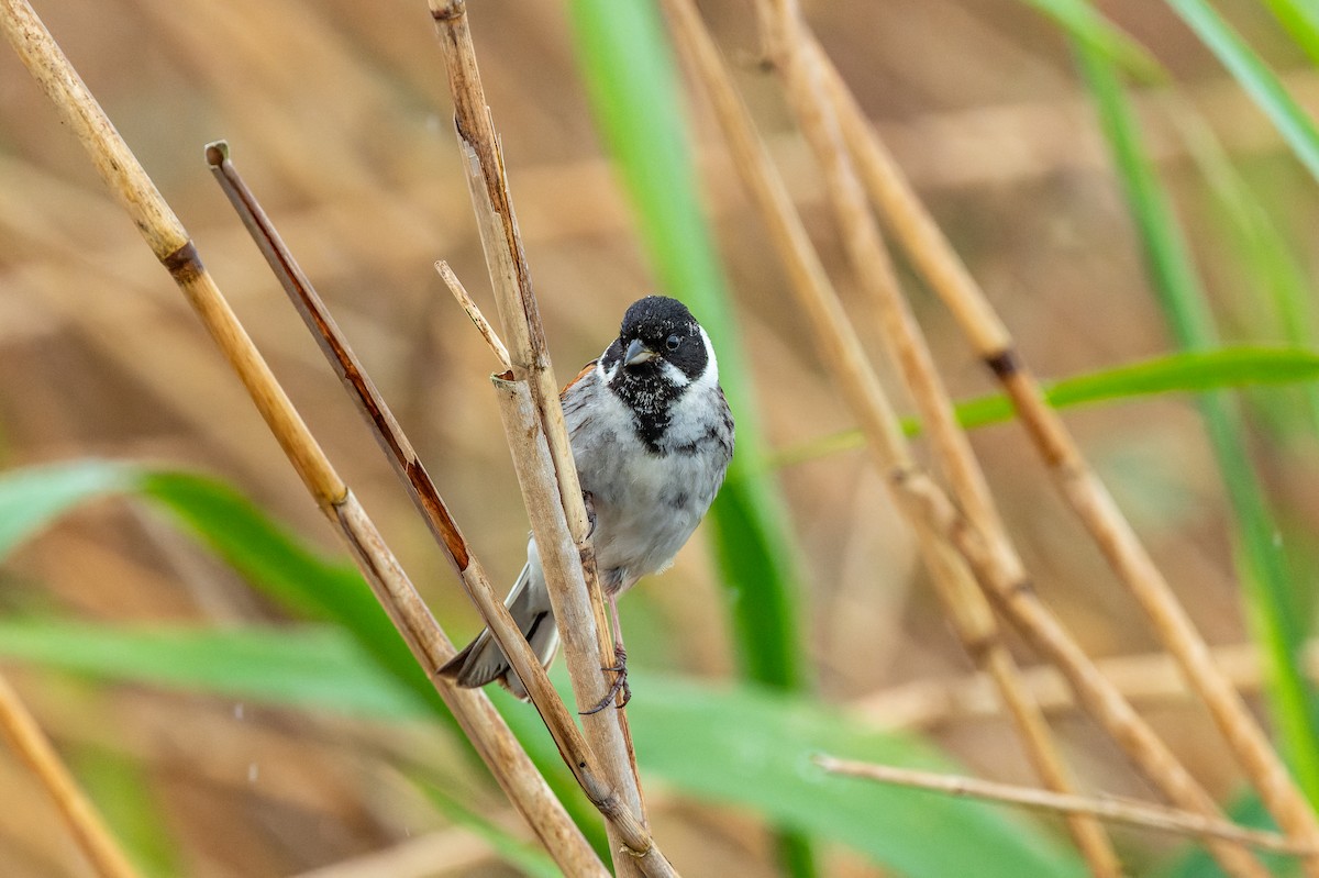 Reed Bunting - lucien ABAH