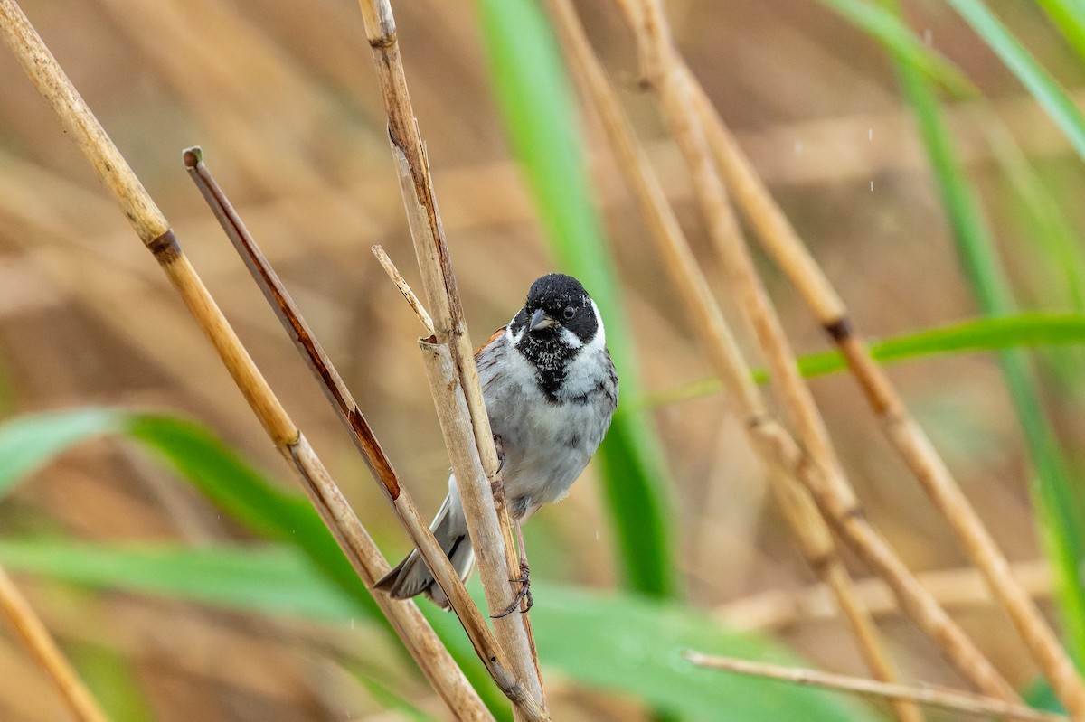 Reed Bunting - lucien ABAH