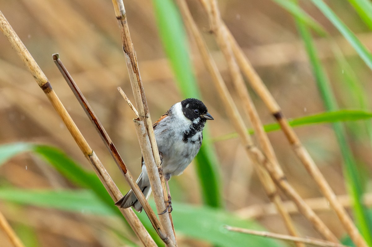 Reed Bunting - lucien ABAH