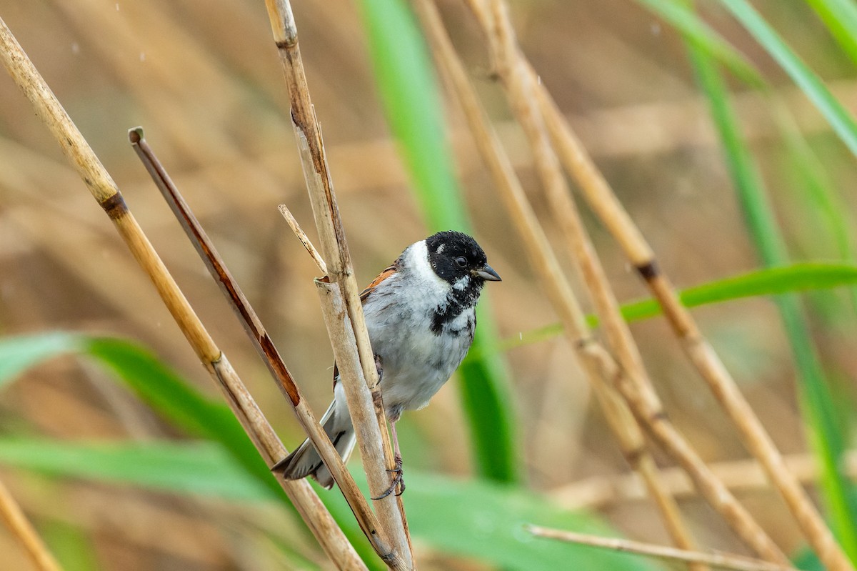 Reed Bunting - lucien ABAH