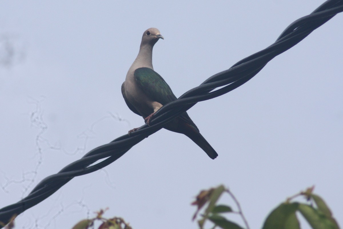 Green Imperial-Pigeon - ML619618884