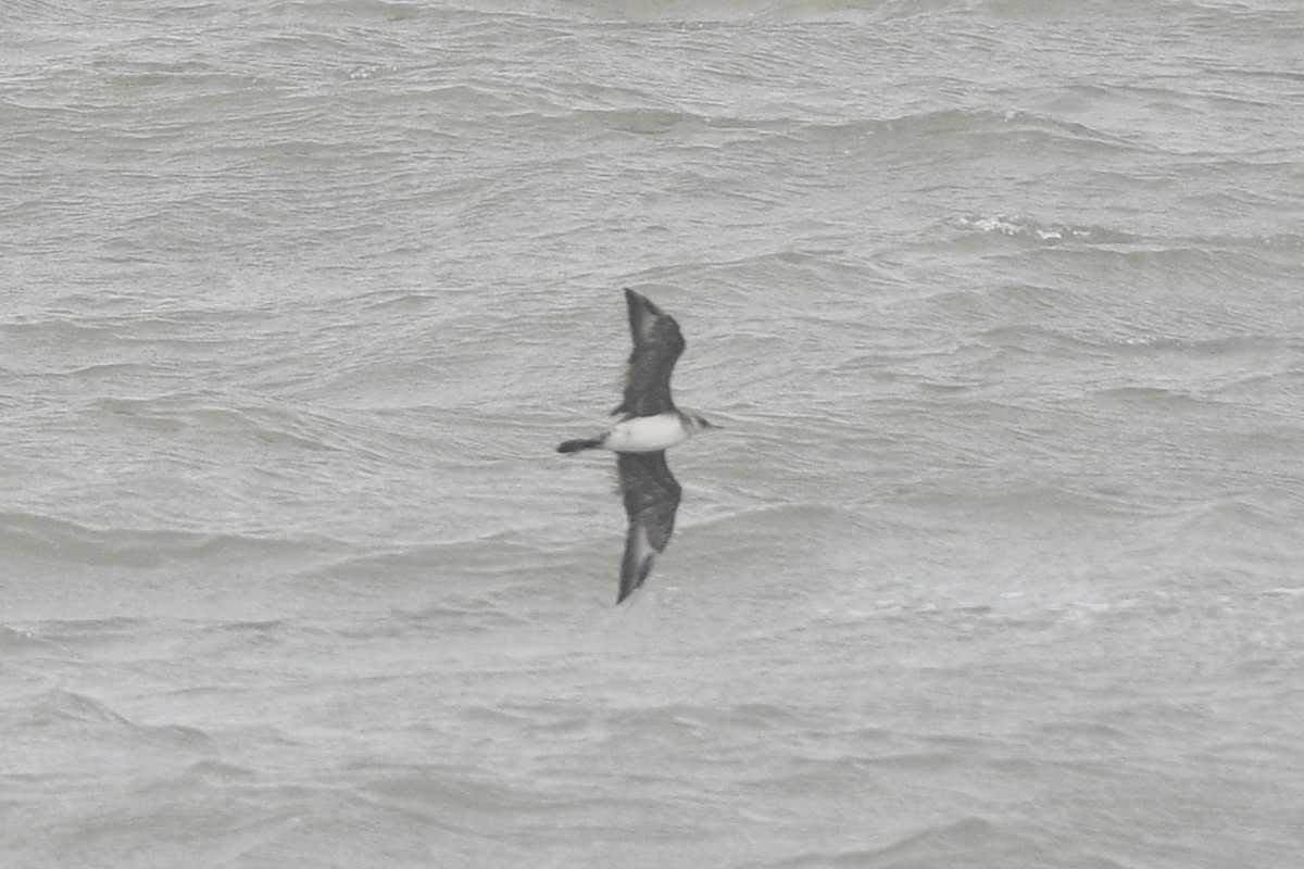 Parasitic Jaeger - Lahiru Walpita