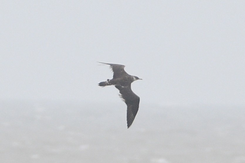 Parasitic Jaeger - Lahiru Walpita