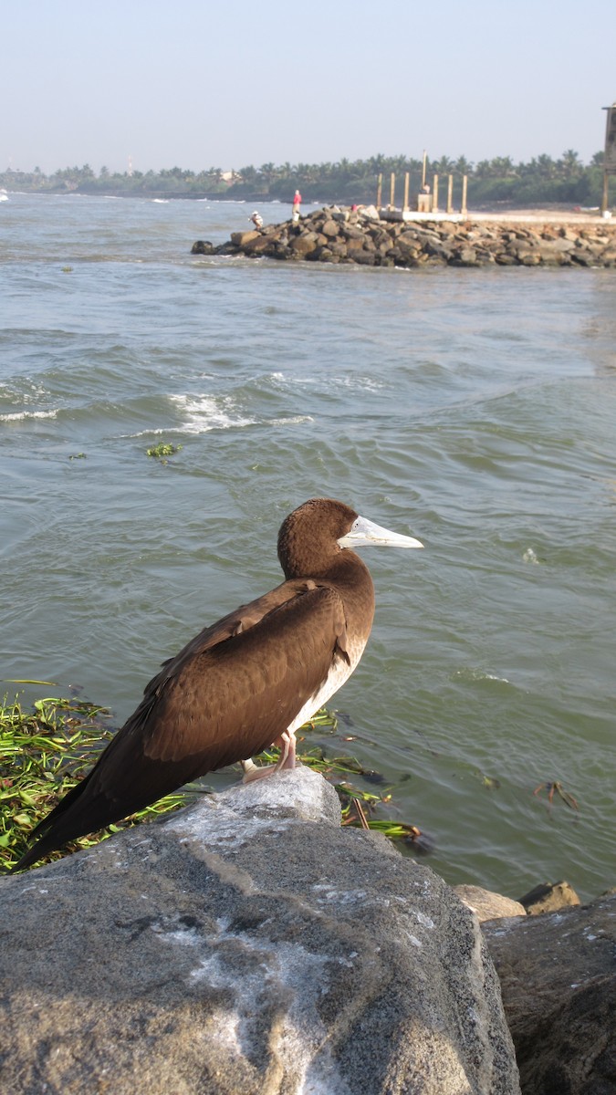 Brown Booby - Ayani Nagahawatte